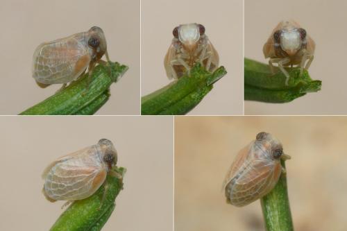 Hysteropterum dolichotum